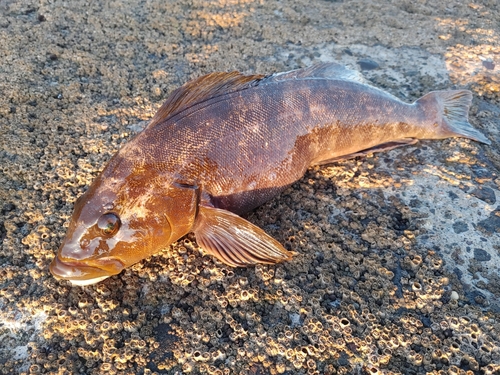 アイナメの釣果