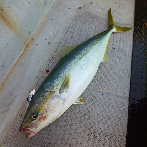 メジロの釣果