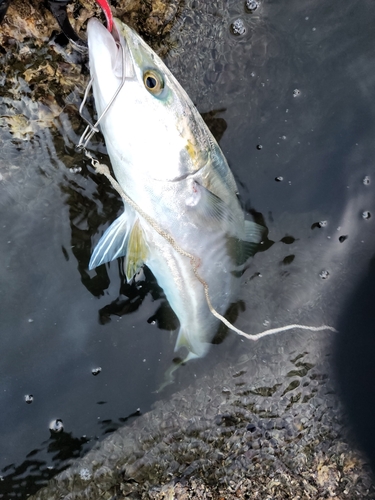 ハマチの釣果