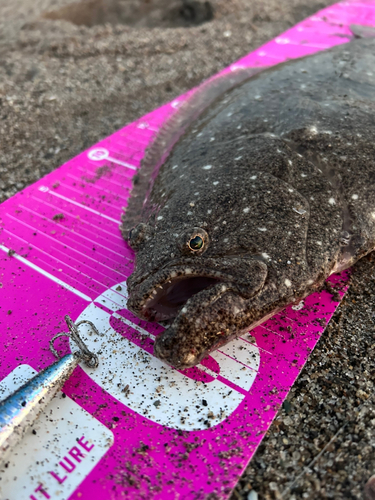 ヒラメの釣果