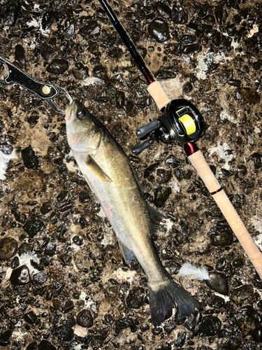 スズキの釣果