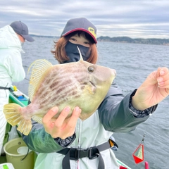 カワハギの釣果