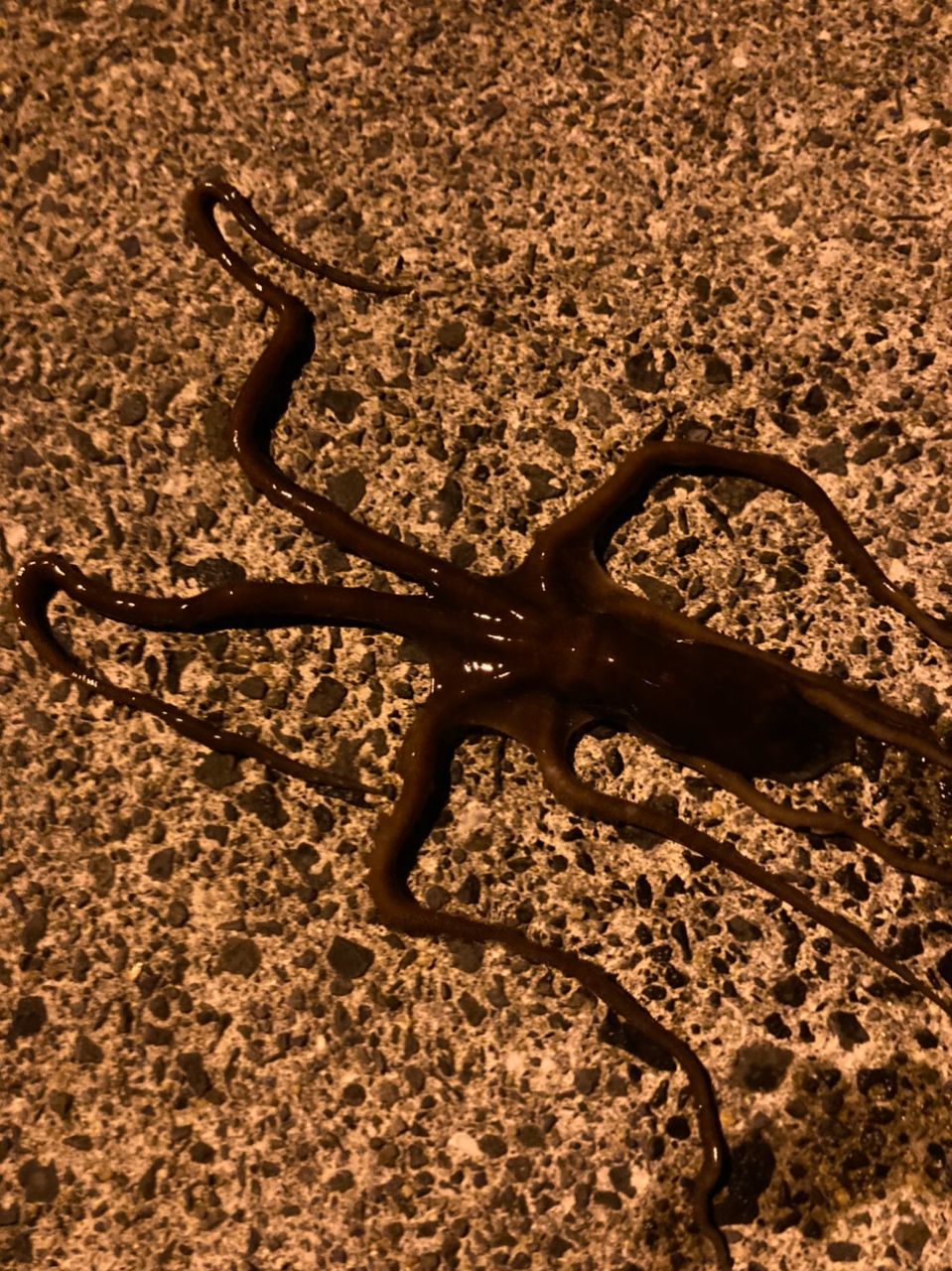 アジ