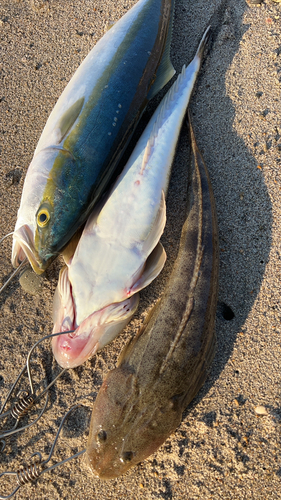 ワラサの釣果