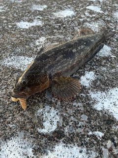 アイナメの釣果