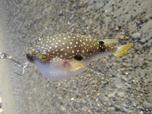 フグの釣果