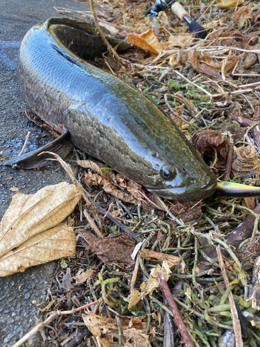 ライギョの釣果