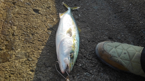 ハマチの釣果