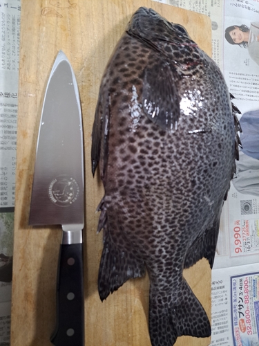 イシガキダイの釣果