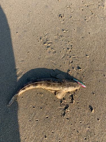 マゴチの釣果