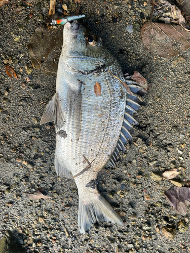 チヌの釣果