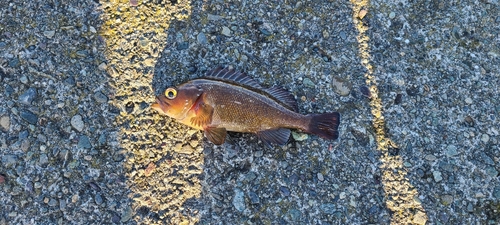 エゾメバルの釣果