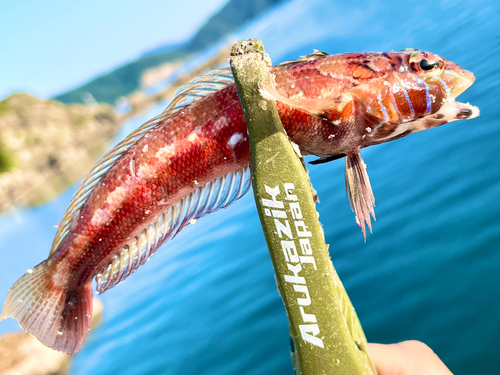 アカハゼの釣果