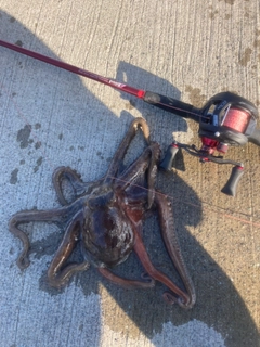 タコの釣果