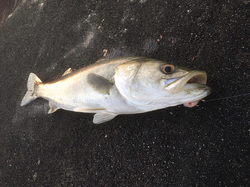 ヒラスズキの釣果