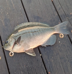 メジナの釣果