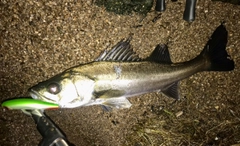 シーバスの釣果
