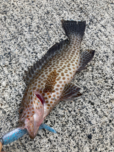 オオモンハタの釣果