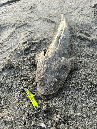 コチの釣果