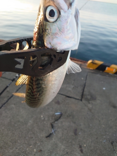 サバの釣果