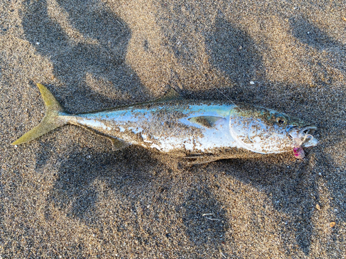 ハマチの釣果