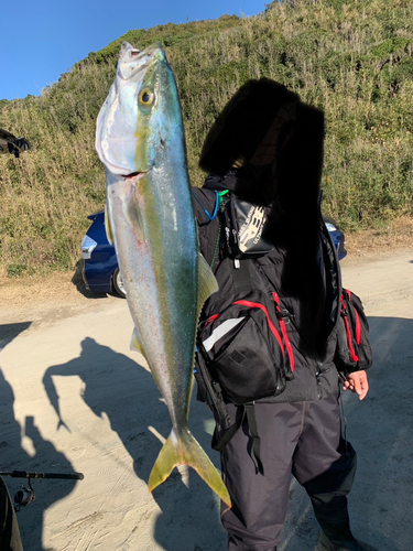 ワラサの釣果