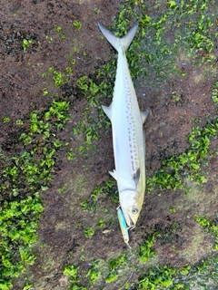 サゴシの釣果