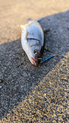 ウグイの釣果