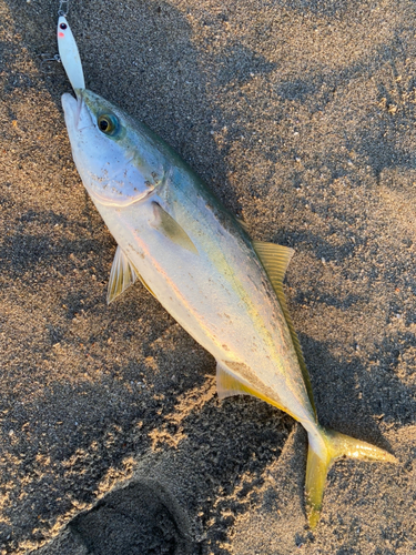 イナダの釣果