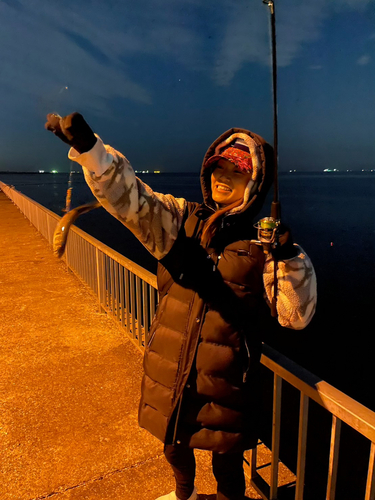 コノシロの釣果