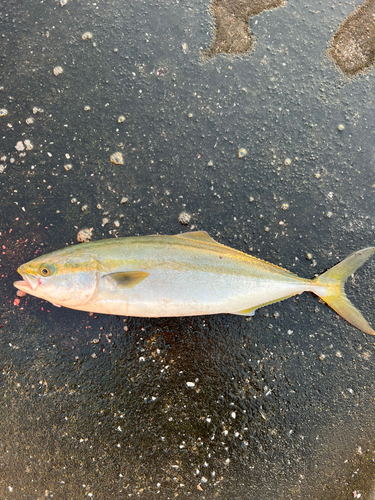 ハマチの釣果