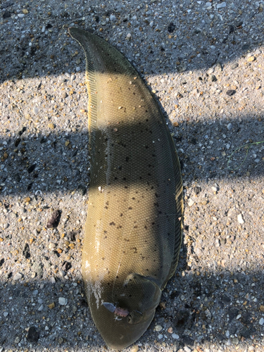 ウシノシタの釣果