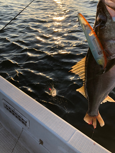 シーバスの釣果