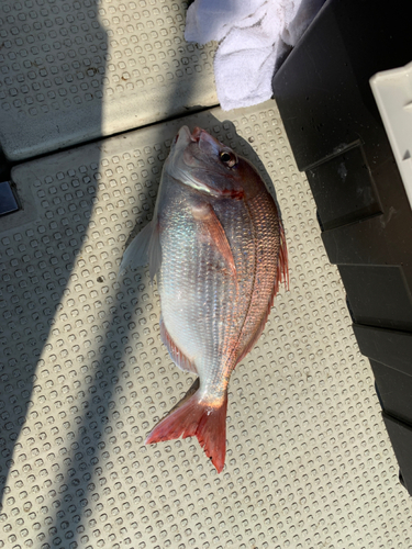 マダイの釣果