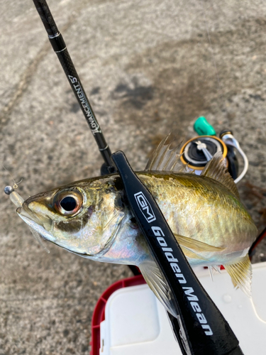 マアジの釣果