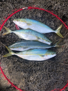 ハマチの釣果