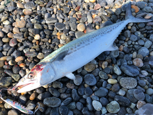 サゴシの釣果