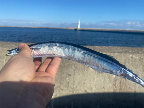 サンマの釣果