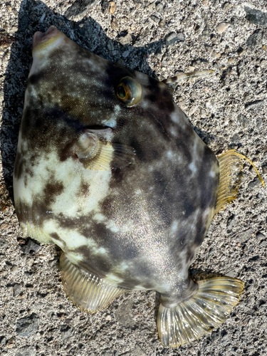 カワハギの釣果