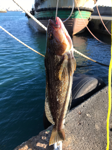 アイナメの釣果