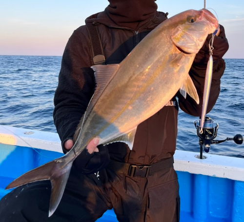 カンパチの釣果