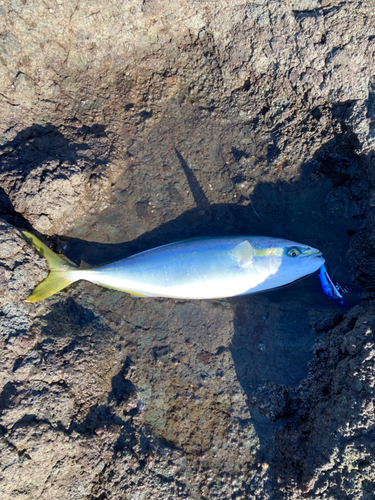 イナダの釣果