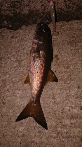 クロムツの釣果