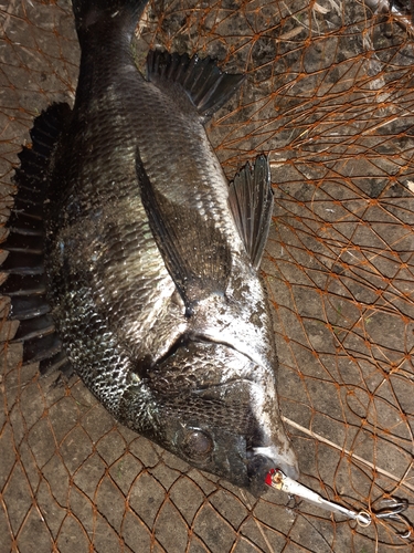 クロダイの釣果