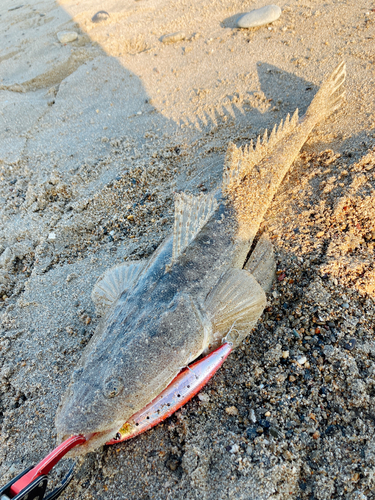 マゴチの釣果