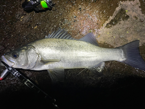 ヒラスズキの釣果