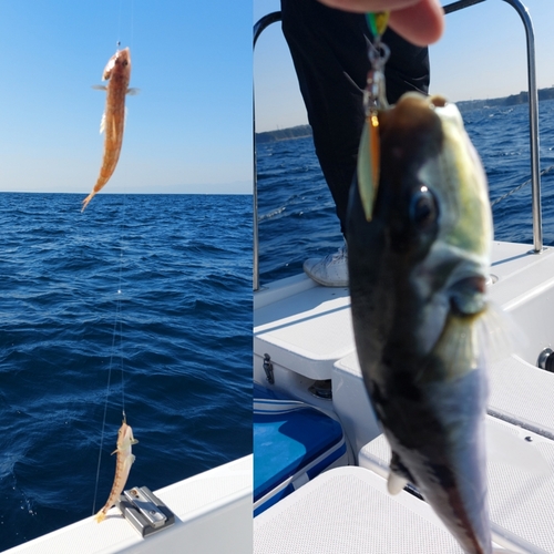 エソの釣果