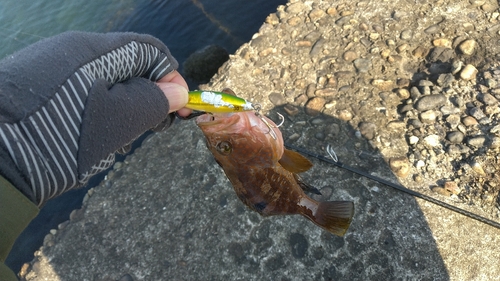 キジハタの釣果