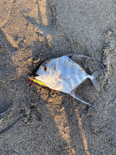 イトヒキアジの釣果