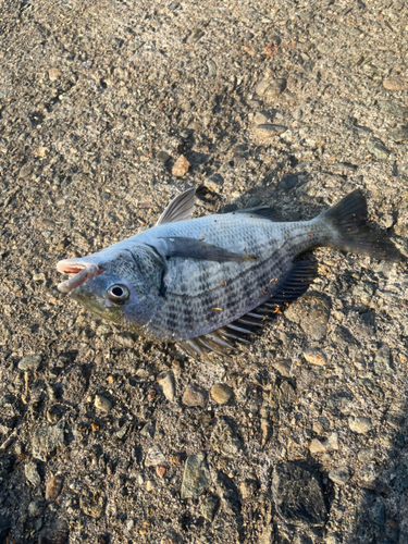 クロダイの釣果